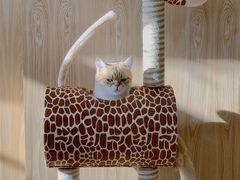 -猫腻·猫咖·撸猫馆(星光大道店)