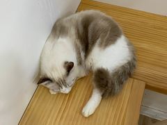 -李小姐の猫咖啡馆(五角场店)