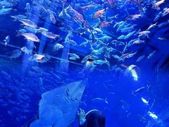 -成都浩海立方海洋公园