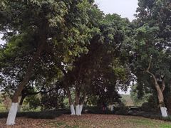 -张坝桂圆林公园