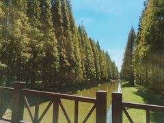 -黄海国家森林公园