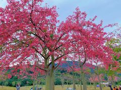-风云岭森林公园
