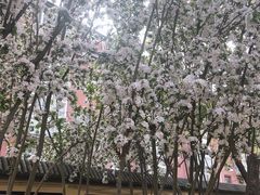 -桃花堤公园