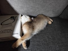 -宠颐生宠物医院·心肾内科·猫专科诊疗中心宠巢店