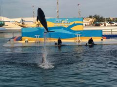 -秦皇岛乐岛海洋王国