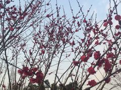 -秀丽东方