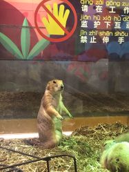 点击看大图 -七巧国萌宠乐园(龙湖天街店)