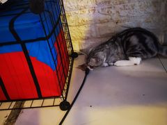-平行世界·猫咖(首经贸店)