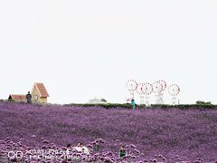 -大塘金香草谷