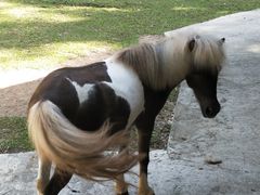 -清迈夜间动物园