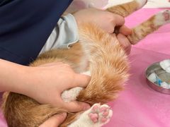 -北京观赏动物医院·24小时大型综合·猫专科·异宠专科