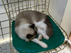 -喵喵咪呀布偶猫咖(春熙路店)