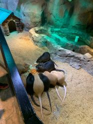 -酷嗒动物文化乐园(cutezoo西溪乐天城店)