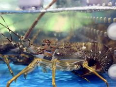 -亚龙湾8号(丁村万人海鲜广场店)