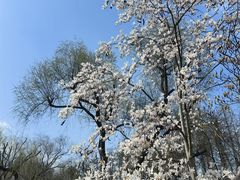 -上海共青森林公园