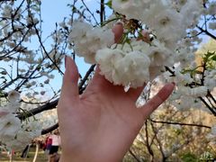 -天适樱花悠乐园
