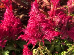 -叶氏麻糍(鼓浪屿店)