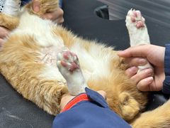 -伟伟宠物医院·CT影像中心·瑞派犬猫综合性门诊(汉口总院)