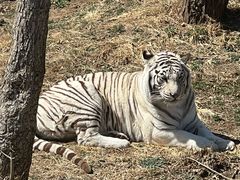 -石家庄市动物园