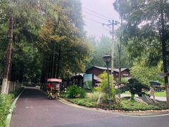 -合肥滨湖国家森林公园