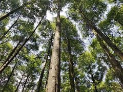 -山王坪喀斯特国家生态公园