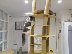 -楼上猫咖(罗湖店)
