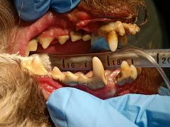 -菲尔斯特宠物医院