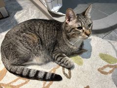 -佳雯宠物医院·皮肤科·内外科(春晓路分院)