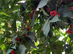 -国家植物园南园