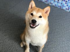 -柴源莊·柴小宠柴犬咖啡