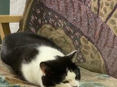 -喵屿·大理花园猫咖