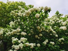 -上海滨江森林公园