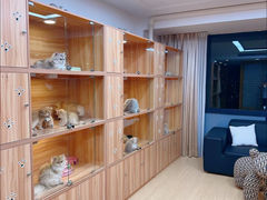 -猫十亿·布偶金渐层·曼基康矮脚猫舍(青年路店)