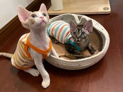-山宅一喵德文卷毛猫舍