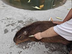 -廊坊固安福朋喜来登酒店