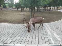 -北京鹿世界主题园