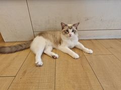 -Let's go狗咖·猫咖·奶狗·桌游(春熙路IFS店)