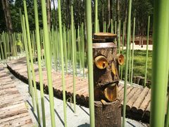 -黄海国家森林公园