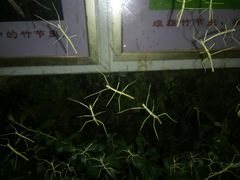 -上海昆虫博物馆