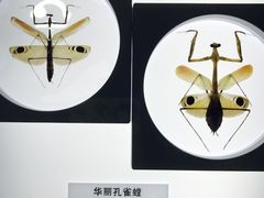 -上海昆虫博物馆