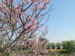 -桃花岛景观公园