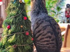 -海边的猫和咖啡馆