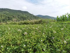 -芦芽山旅游度假区