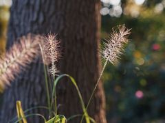 -虎丘湿地公园