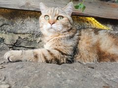 -喵屿·大理花园猫咖