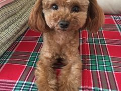 -读宠于你·约克夏比熊·睫角守宫·爬宠售卖(高新店)