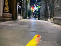 -龙抄手食府(浣花北路店)