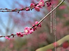 -狼山风景名胜区