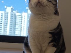 -有喵·猫咖·狗咖·30几只猫10只小狗(岗厦店)