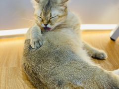 -COLOR PETS 撸猫馆·购猫·猫咖(长风大悦城店)